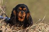 CAVALIER KING CHARLES 414